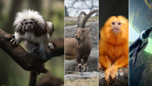 A Inteligência Artificial na Vanguarda da Preservação Genética de Espécies Ameaçadas